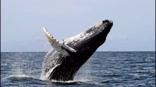 Baleen Whale - Whale Baleen Whales Feeding Animals