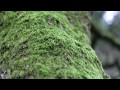 Canon 60D 1080p HD test - Our Beautiful Nature