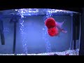 Flowerhorn