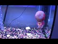 Flowerhorn