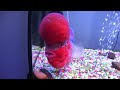 Flowerhorn