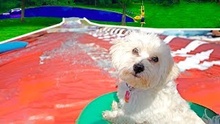 PUPPY GOES DOWN WORLDS BIGGEST WATERSLIDE!! PUPPY GOES DOWN WORLDS BIGGEST WATERSLIDE!!