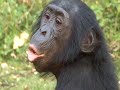 Do bonobos have more sex than chimpanzees?