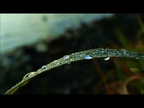 Roses Video