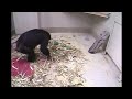 Chimp Eden Nina's Baby's Birth Seen 1-23-13 7:28am SAST