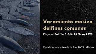 Varamiento de delfines comunes de rostro corto. Playa El Califín, La Paz, B.C.S., México. 25/05/2022
