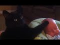 cute cats