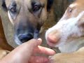 Jenny: DUO-Ibiza Tierhilfe Tierschutz Tierheim Hun