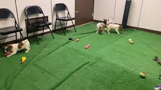 Jack Russell Elkhound Mix