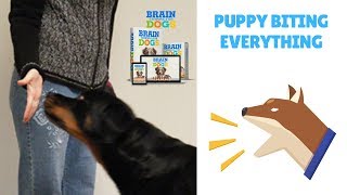 Puppy Biting Everything