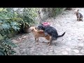 cane e gatto fanno sesso