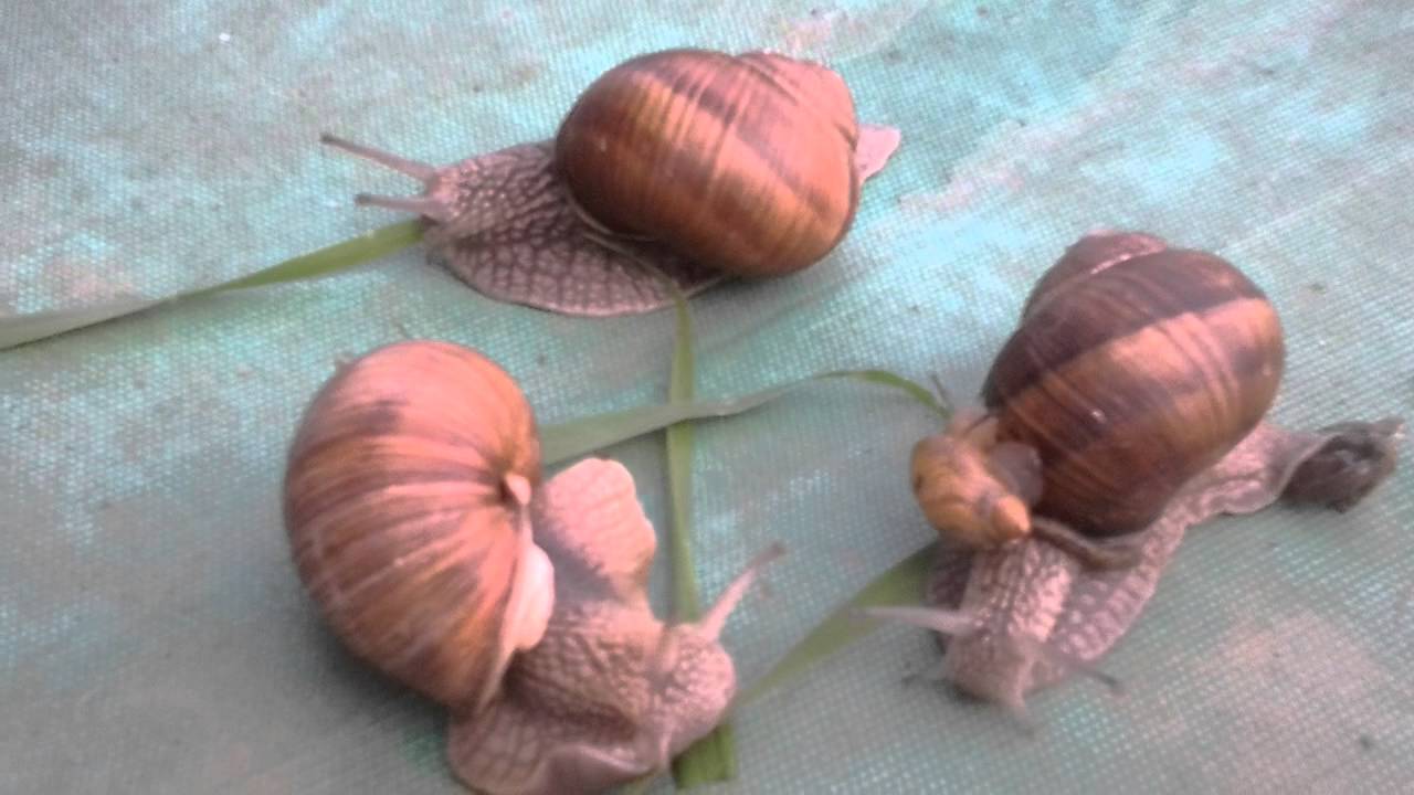 Рецепт свинина в духовке с яблоками