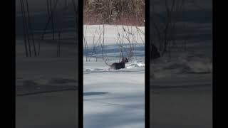 40 Cm Snow Fell On Uspitbull Terrier Exploring The Snow