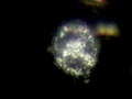 LABORATORIO DE MICROBIOLOGÍA HOMEOPÁTICA: NEUTRÓFILOS