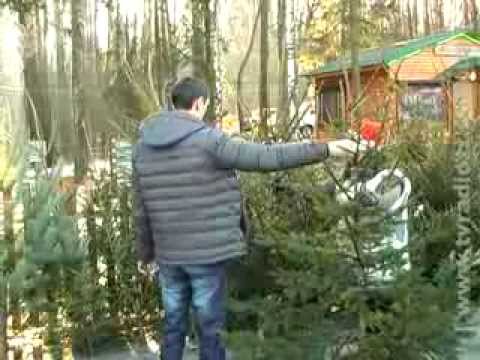 ЖОДТРК. Новини. Ялинковий базар