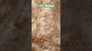 Live Mango