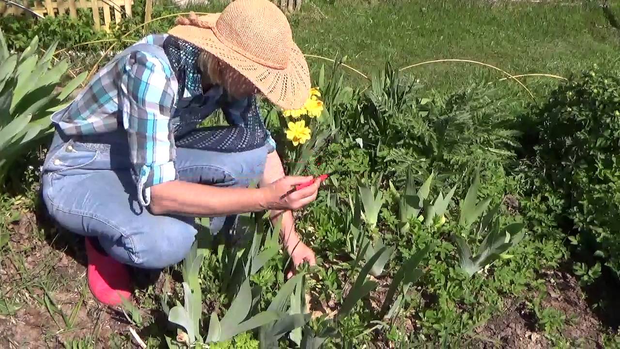 Как сажать горчицу для борьбы с сорняками Как сажать горчицу для борьбы с сорняками