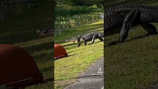 A Pooping Gator?