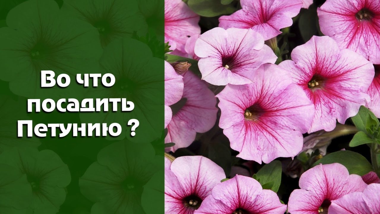 Петунии посадка и уход когда сеять семена Петунии посадка и уход когда сеять семена