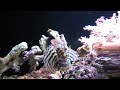 Dwarf Lionfish - beautiful !