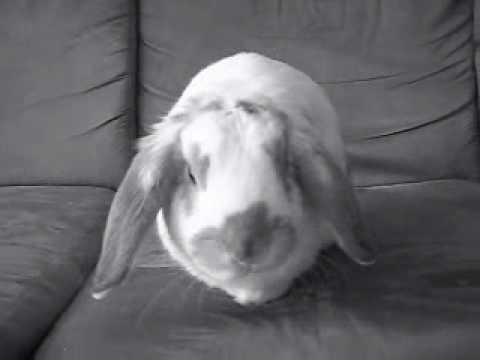 Bunny Sneeze