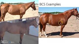 Horse Owners Minute: How To Body Condition Score Horses