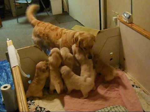 8 week old golden retriever puppy pictures. Golden Retriever Family