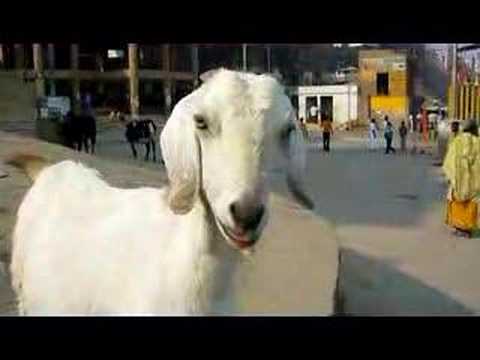 Indian+goat