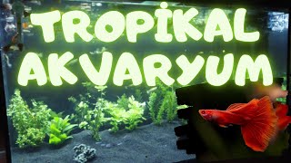 Bi̇tki̇li̇ Akvaryum Kurduk.. Tropi̇kal Baliklar - Lepi̇stes Akvaryumu