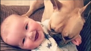 Baby and Dog are Best Friends - Funny Dogs and Babies Playing Together - Youtube
