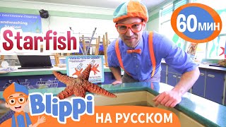 Волшебные Мелодии Подводного Мира | Обучающие Песни Для Детей | Blippi Russian