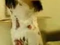 Super Arab Hot Dancing Girl images Super Arab Hot Dancing Girl