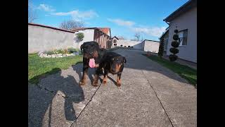 Deutschjagdterrier New Mating In Kennel Od Vojnovića Bilbo Od Vojnovića X Larisa Traian