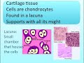 tissue