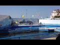 Видео Севастопольские дельфины