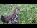 Jungle Zest - Grey Junglefowl Hen