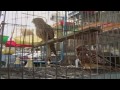 CNN: Fighting for animal rights