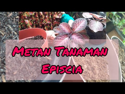 MEMBUAT MEDIA TANAM EPISCIA YANG SUBUR