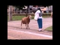 Carnero Loco siembra el panico en la ciudad.