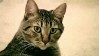 Mean Kitty - Still Here .Gaitherformula