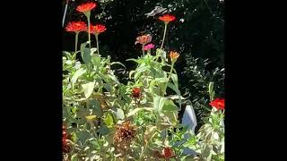 Its Been Awhile.welcome Back My Friend Hummingbirdzoe Donato