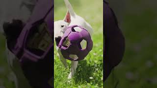 4 Cons Of Owning An English Bull Terrier