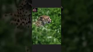 Cheetah Vs Deer Attack
