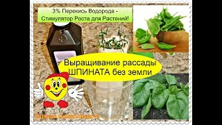 Перекись водорода для рассады помидор отзывы 54