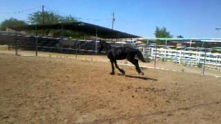 Areion At Play. 2011 Friesianshire Stallion