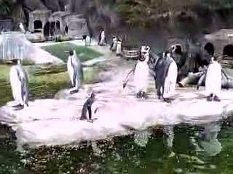 ペンギンat上野動物園