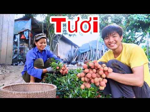 Mùa Quả Vải Ở Bắc Giang II san Vlog