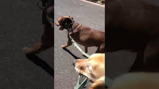 Controlling Dominant Pit Bull Pulling On Walks