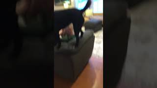 Bald Slap