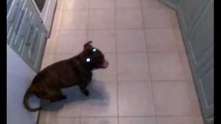 Staffordshire Bull Terrier - Staffbull Nelly Rip Minie